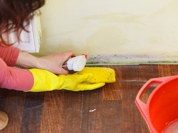 Why You Should Choose Our Mold Remediation Services in Killen, AL